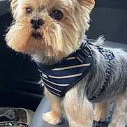 Mozart participe au concours pour gagner de l'argent avec cette photo : alert, animal, canine, car_seat, close_up, curious, dog, ears, eyes, fluffy, fur, harness, legs, paws, pet, small_dog, standing, striped_harness, transport, vehicle_interior