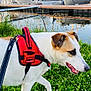 Snow a rejoint le concours — aidez-le/la à gagner de superbes lots ! dog, red_harness, leash, grass, flowers, marina, boats, water, reflection, outdoor, pet, canine, nature, sunset, greenery, walking, side_view, daylight, animal, summer