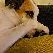 Snow a rejoint le concours — aidez-le/la à gagner de superbes lots ! dog, paw, couch, indoor, pet, resting, fur, closeup, shy, brown, white, cozy, relaxed, animal, home, comfort, portrait, cute, domestic, canine