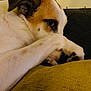 dog, paw, couch, indoor, pet, resting, fur, closeup, shy, brown, white, cozy, relaxed, animal, home, comfort, portrait, cute, domestic, canine