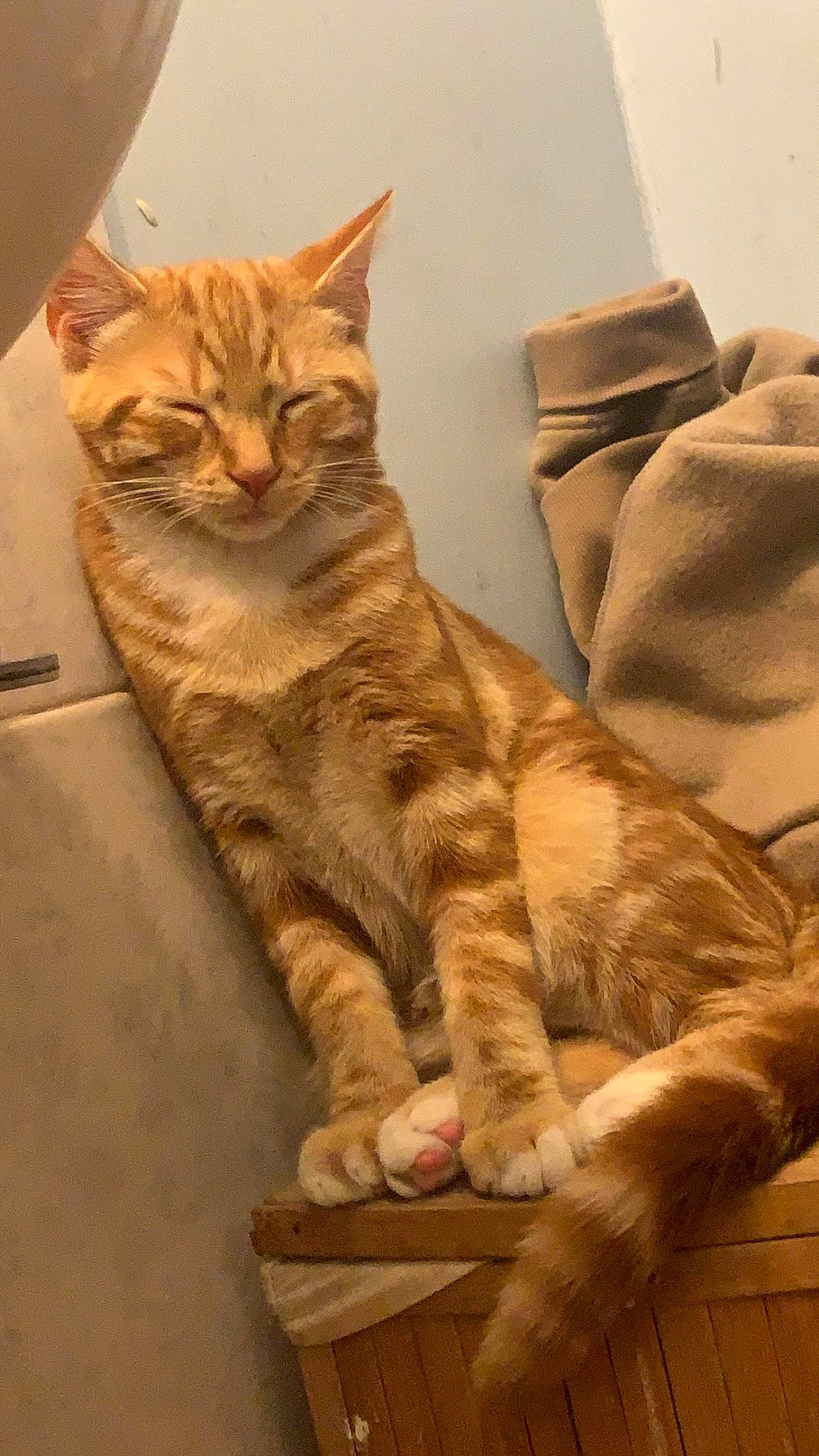 Lester joined the competition — help win amazing prizes! carnivore, cat, claw, comfort, domestic_short_haired_cat, fawn, felidae, foot, fur, paw, sitting, small_to_medium_sized_cats, snout, tail, terrestrial_animal, whiskers, wildlife, wood