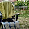 Lil'Loo participe au concours pour gagner de l'argent avec cette photo : animal, black_and_white_cat, cat, chair, daytime, domestic_animal, feline, garden, grass, greenery, leisure, nature, outdoor, pet, plants, relaxing, seat, striped, sunlight, towel
