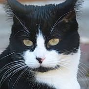 Lil'Loo a rejoint le concours — aidez-le/la à gagner de superbes lots ! cat, tuxedo_cat, close_up, whiskers, yellow_eyes, black_and_white, outdoor, portrait, animal, pet, feline, fur, muzzle, ears, nose, alert, focused, nature, cute, domestic_cat
