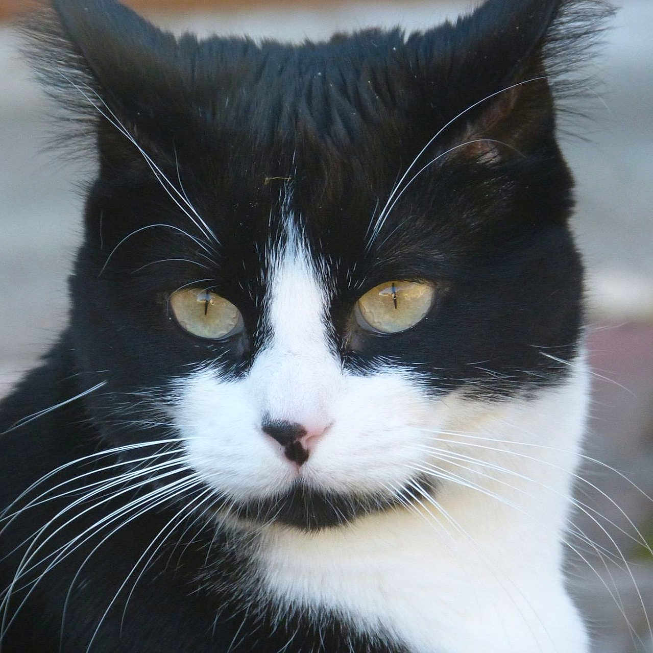 Lil'Loo a rejoint le concours — aidez-le/la à gagner de superbes lots ! cat, tuxedo_cat, close_up, whiskers, yellow_eyes, black_and_white, outdoor, portrait, animal, pet, feline, fur, muzzle, ears, nose, alert, focused, nature, cute, domestic_cat