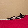 Lil'Loo a rejoint le concours — aidez-le/la à gagner de superbes lots ! animal, black_and_white, cat, comfortable, couch, cozy, domestic_animal, feline, fur, home, indoor, paw, pet, quiet, red_couch, relaxing, resting, side_view, sleeping, whiskers