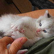 Ellis a rejoint le concours — aidez-le/la à gagner de superbes lots !