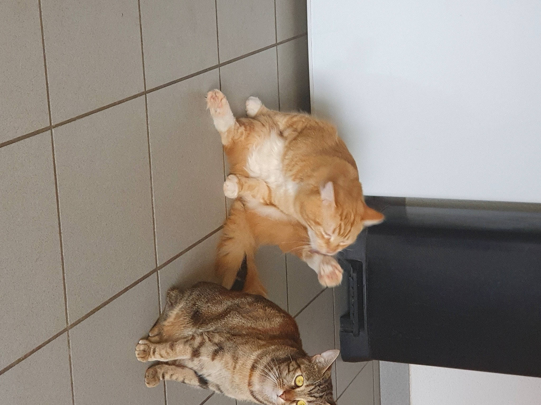 Quinquin Et Louloutte