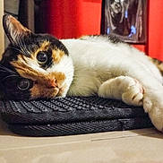 Gucci a rejoint le concours — aidez-le/la à gagner de superbes lots ! animal, calico, cat, closeup, colorful, curious, cute, domestic, eyes, floor, fur, indoor, lying_down, mammal, mat, paws, pet, relaxed, resting, whiskers
