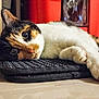 animal, calico, cat, closeup, colorful, curious, cute, domestic, eyes, floor, fur, indoor, lying_down, mammal, mat, paws, pet, relaxed, resting, whiskers