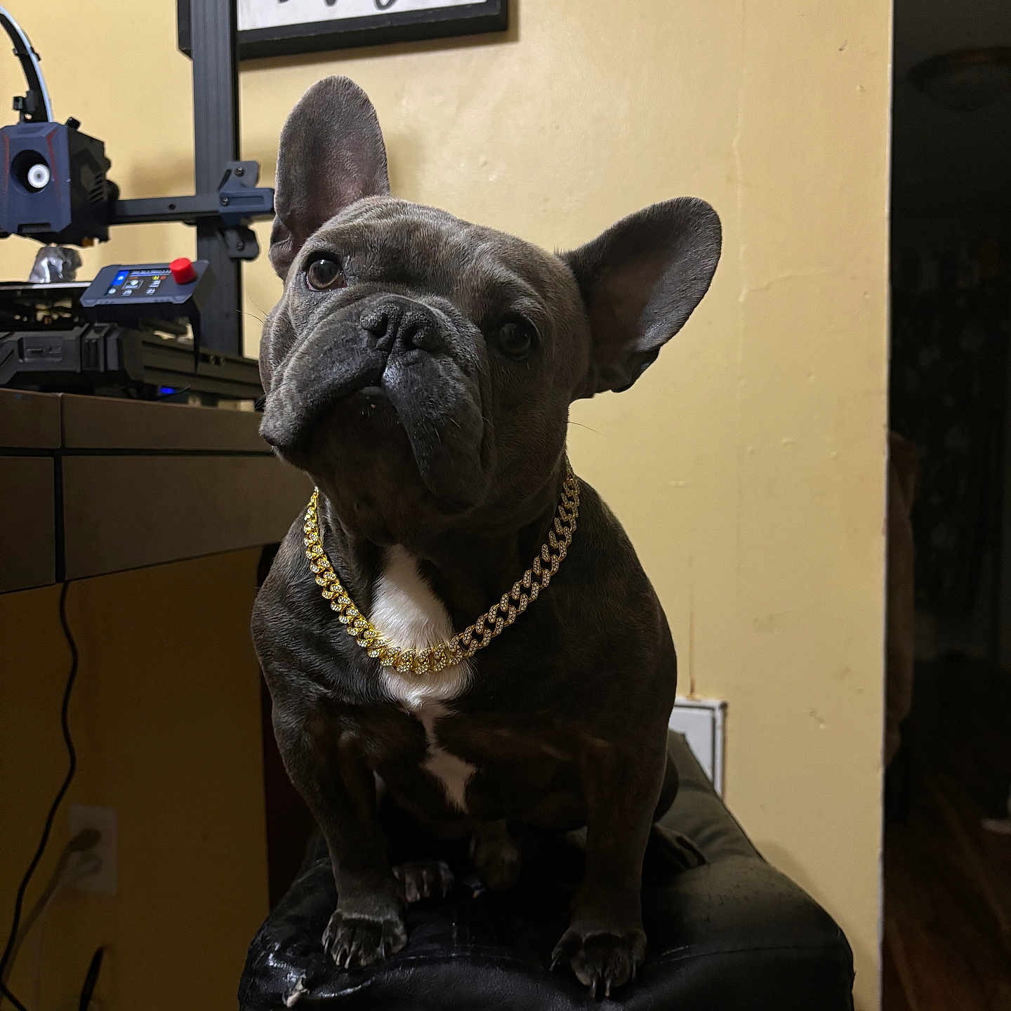 Frankie is registered to the contest to win money with this photo: animal, architecture, building, bulldog, canine, chair, couch, dog, frenchbulldog, furniture, hardwood, indoors, livingroom, pet, pitbull, plywood, puppy, room, shelf, wood