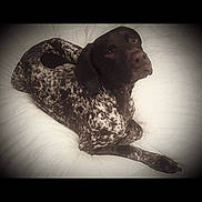 Remington is registered to the contest to win money with this photo: dog, animal, pet, lying_down, speckled, black_and_white, fur, bed, resting, canine, indoor, looking_up, portrait, cute, companion, domestic, relaxed, soft_light, vignette, cozy