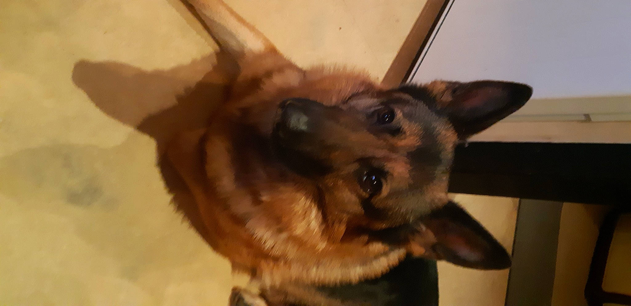 Mustang participe au concours pour gagner de l'argent avec cette photo : canidae, carnivore, companion_dog, dog, dog_breed, ear, fawn, fur, german_shepherd_dog, jaw, king_shepherd, liver, snout, sporting_group, terrestrial_animal, whiskers, wildlife, wing, wood, working_animal