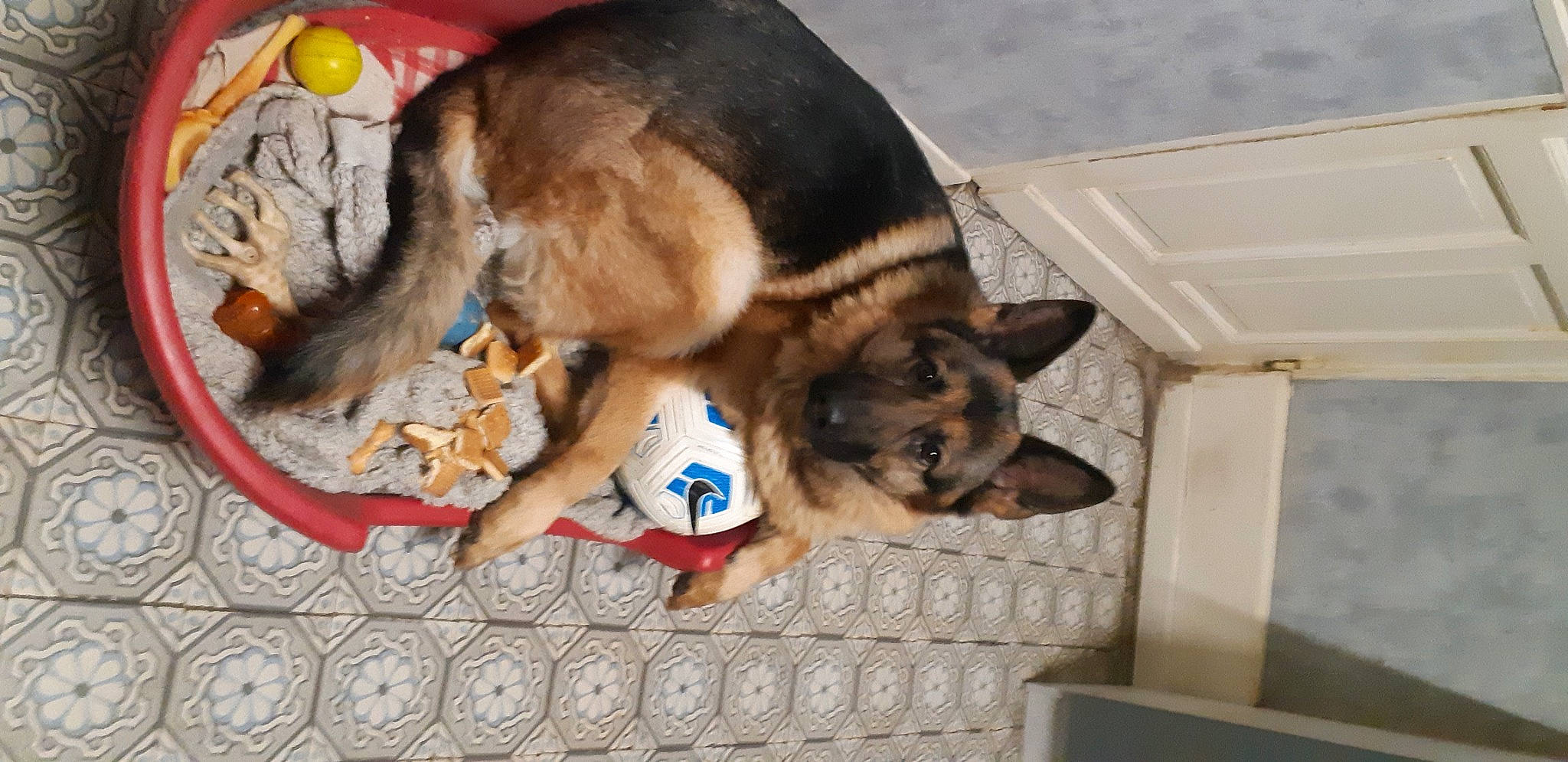 Mustang participe au concours pour gagner de l'argent avec cette photo : canidae, carnivore, companion_dog, dog, dog_breed, dog_supply, fawn, felidae, flooring, fur, paw, pet_supply, puppy, snout, sporting_group, tail, working_animal