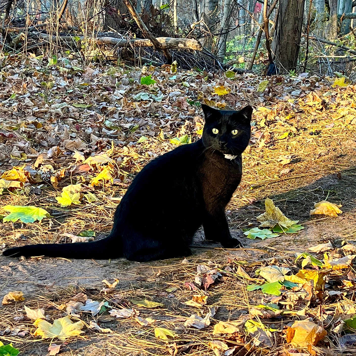 Viago joined the competition — help win amazing prizes! animal, autumn, blackcat, cat, grove, jungle, kitten, land, leaf, nature, outdoors, pet, plant, rock, soil, tree, treetrunk, vegetation, woodland, yard