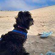 Marley participe au concours pour gagner de l'argent avec cette photo : animal, beach, blue_sky, canine, clouds, dog, flip_flop, fur, harness, leisure, nature, outdoor, pet, relaxing, sand, side_view, summer, sunny, towel, vacation