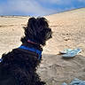 animal, beach, blue_sky, canine, clouds, dog, flip_flop, fur, harness, leisure, nature, outdoor, pet, relaxing, sand, side_view, summer, sunny, towel, vacation