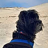 Marley participe au concours pour gagner de l'argent avec cette photo : animal, black_dog, blue_sky, canine, curious, daytime, desert, dog, dunes, fluffy, fur, harness, landscape, muzzle, nature, outdoor, pet, portrait, sand, side_view