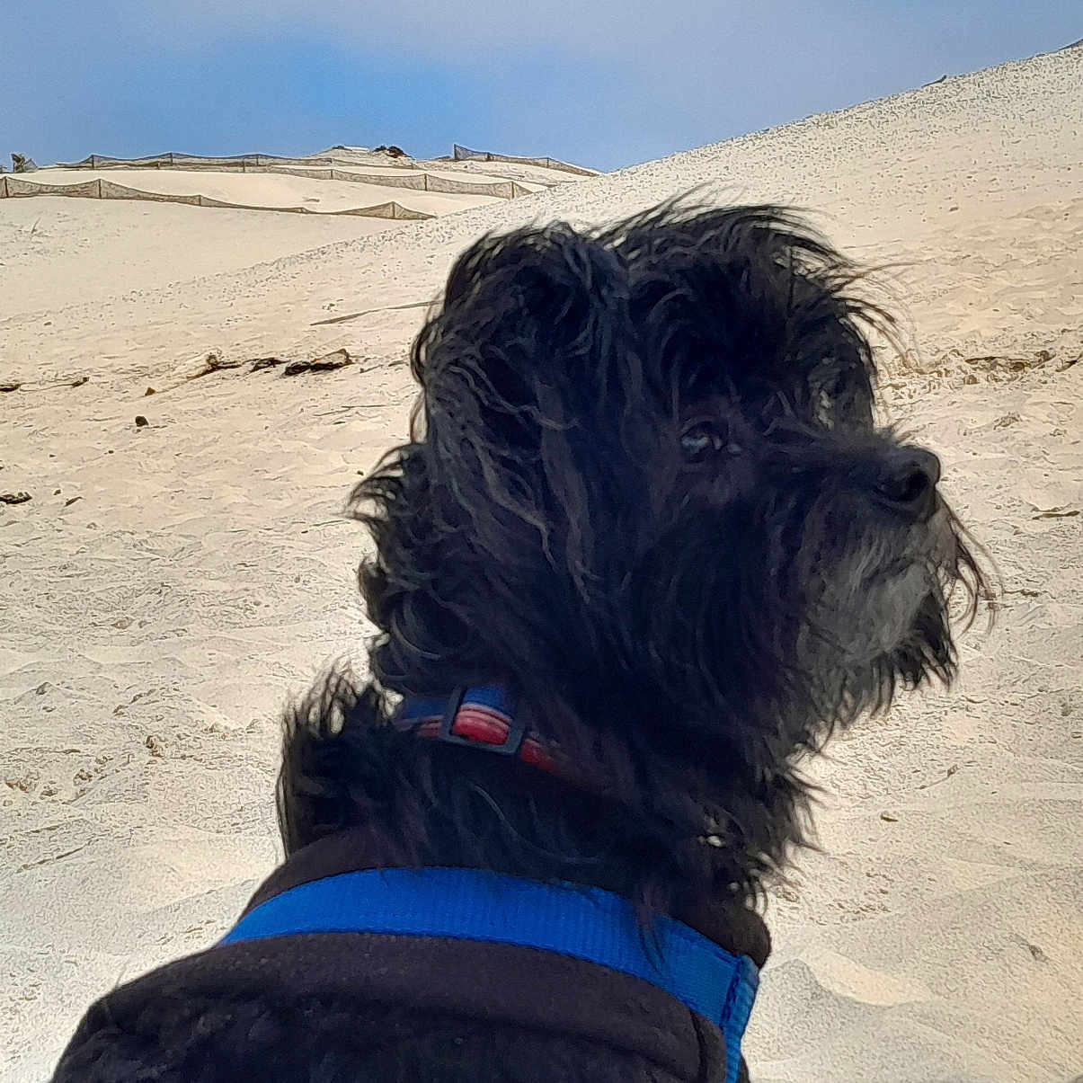 Marley participe au concours pour gagner de l'argent avec cette photo : animal, black_dog, blue_sky, canine, curious, daytime, desert, dog, dunes, fluffy, fur, harness, landscape, muzzle, nature, outdoor, pet, portrait, sand, side_view
