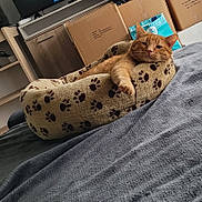 Rebel participe au concours pour gagner de l'argent avec cette photo : bedroom, blanket, cardboard_boxes, cat, cozy, cute, domestic_cat, fur, furniture, indoor, orange_tabby, paw_prints, paws, pet_bed, relaxed, resting, sleepy, soft_texture, television, whiskers