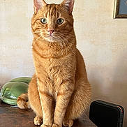 Rebel participe au concours pour gagner de l'argent avec cette photo : cat, ginger_cat, feline, pet, animal, wooden_table, indoor, portrait, sitting, fur, whiskers, ears, eyes, domestic_cat, home, furniture, cozy, curious, cute, tabby