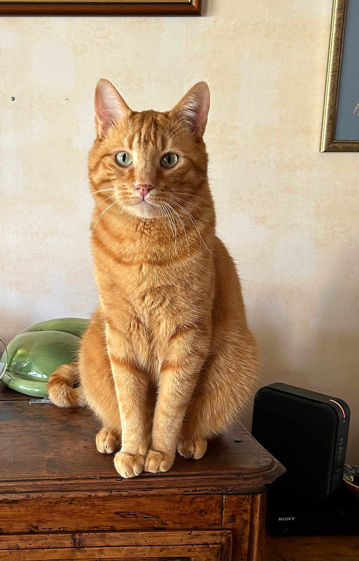 Rebel participe au concours pour gagner de l'argent avec cette photo : cat, ginger_cat, feline, pet, animal, wooden_table, indoor, portrait, sitting, fur, whiskers, ears, eyes, domestic_cat, home, furniture, cozy, curious, cute, tabby