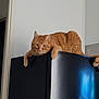 Rebel a rejoint le concours — aidez-le/la à gagner de superbes lots ! animal, appliance, cat, curious, domestic_cat, doorway, ears, feline, fur, ginger_cat, household, indoor, looking, orange_fur, paw, pet, refrigerator, relaxed, resting, whiskers