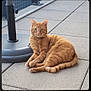 Rebel a rejoint le concours — aidez-le/la à gagner de superbes lots ! animal, calm, cat, closeup, daylight, domestic_cat, ears, fur, ginger_cat, looking_at_camera, outdoor, patio, paws, pet, relaxed, resting, tail, tiled_floor, umbrella_base, whiskers