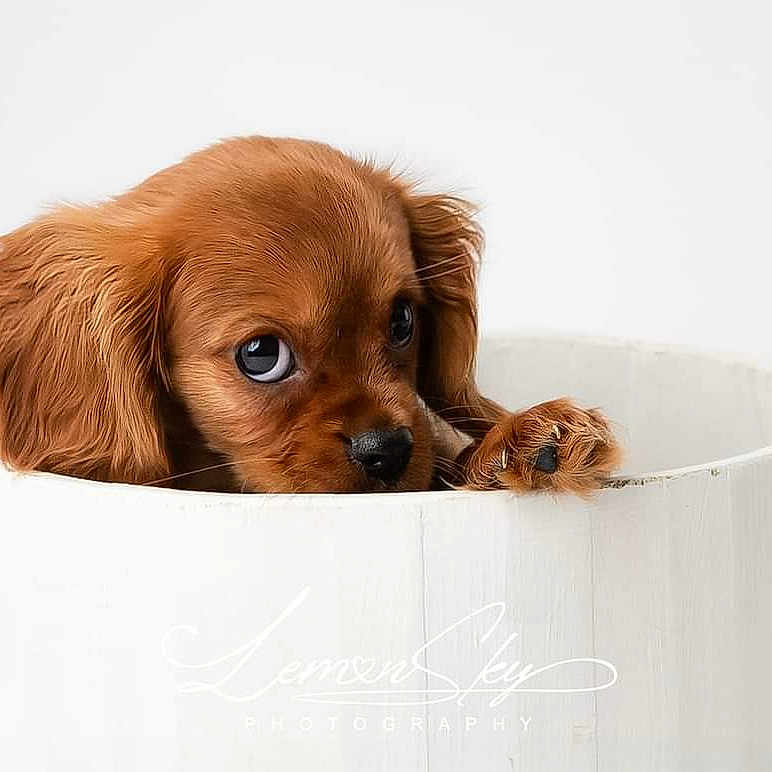 Dusty is registered to the contest to win money with this photo: animal, bathing, bowl, canine, cat, cockerspaniel, dog, face, goldenretriever, head, kitten, papillon, person, pet, photography, portrait, puppy, snout, terrier, whitedog