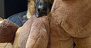 Rayka a rejoint le concours — aidez-le/la à gagner de superbes lots ! black_markings, brown_fur, close_up, cozy, cuddle, dog, ears, eyes, furniture, german_shepherd, indoor, nose, paw, pet, plush_toy, portrait, snuggling, soft_texture, stuffed_animal, wooden_floor