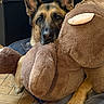 black_markings, brown_fur, close_up, cozy, cuddle, dog, ears, eyes, furniture, german_shepherd, indoor, nose, paw, pet, plush_toy, portrait, snuggling, soft_texture, stuffed_animal, wooden_floor