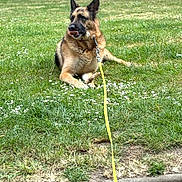 Rayka participe au concours pour gagner de l'argent avec cette photo : dog, german_shepherd, grass, leash, stick, outdoor, park, tongue_out, pet, canine, animal, nature, daylight, greenery, relaxed, mammal, playful, summer, sidewalk, blurred_background