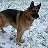 Rayka a rejoint le concours — aidez-le/la à gagner de superbes lots ! animal, canine, collar, daylight, dog, ears, fur, german_shepherd, grass, leash, muzzle, outdoor, park, paws, pet, portrait, side_view, snow, standing, winter