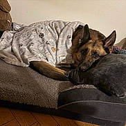 Rayka participe au concours pour gagner de l'argent avec cette photo : bedroom, blanket, blanket_tag, calm, cozy, dog, dog_bed, ears, fur, german_shepherd, indoor, pet, pillow, plush_toy, portrait, resting, rope_toy, sleepy_eyes, toy, wooden_floor