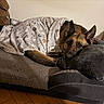 bedroom, blanket, blanket_tag, calm, cozy, dog, dog_bed, ears, fur, german_shepherd, indoor, pet, pillow, plush_toy, portrait, resting, rope_toy, sleepy_eyes, toy, wooden_floor