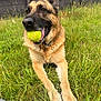 Rayka a rejoint le concours — aidez-le/la à gagner de superbes lots ! dog, german_shepherd, tennis_ball, grass, outdoor, pet, animal, playful, canine, fur, collar, snout, ears, tongue, mouth, paws, nature, summer, sunlight, yard