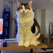 Viola is registered to the contest to win money with this photo: brown, cat, cozy, curious, decoration, eyes, fluffy, fur, furniture, home, indoor, lamp, living_room, pet, remote_control, sitting, table, white, window, wooden_table