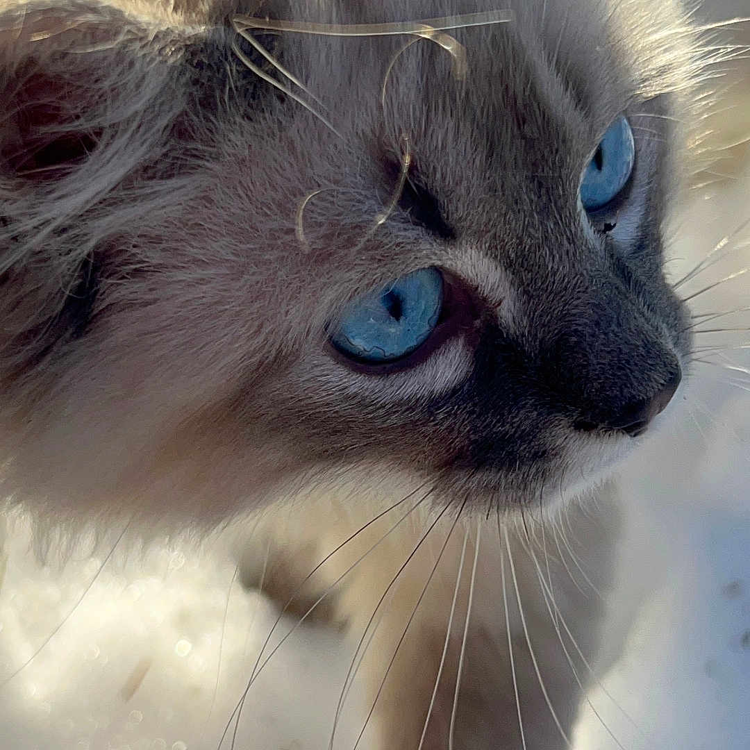 Mimi