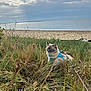 Minus a rejoint le concours — aidez-le/la à gagner de superbes lots ! animal, beach, blue_eyes, calm, cat, cloudy_sky, daytime, furry, grass, harness, leash, nature, ocean, outdoor, pet, relaxing, sand, scenic, serene, wild_grass