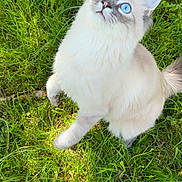 Minus a rejoint le concours — aidez-le/la à gagner de superbes lots ! alert, animal, blue_eyes, cat, cute, daylight, domestic_animal, feline, fluffy, fur, grass, mammal, nature, outdoor, pet, playful, sitting, tail, whiskers, young_cat