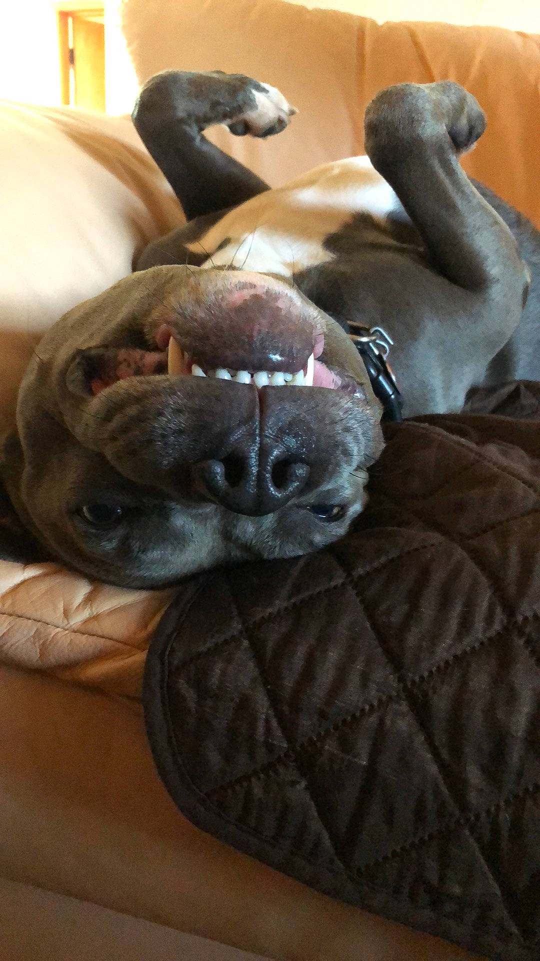 Blazer is registered to the contest to win money with this photo: canidae, carnivore, comfort, companion_dog, dog, dog_breed, ear, fawn, fur, grey, linens, liver, nap, pet_supply, snout, sporting_group, terrestrial_animal, whiskers, working_animal, wrinkle