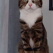 Tigrouche participe au concours pour gagner de l'argent avec cette photo : cat, tabby, pet, animal, indoor, sitting, white_paws, green_eyes, curious, feline, portrait, closeup, striped_fur, whiskers, ears, domestic_cat, looking_at_camera, furniture, gray_curtain, household