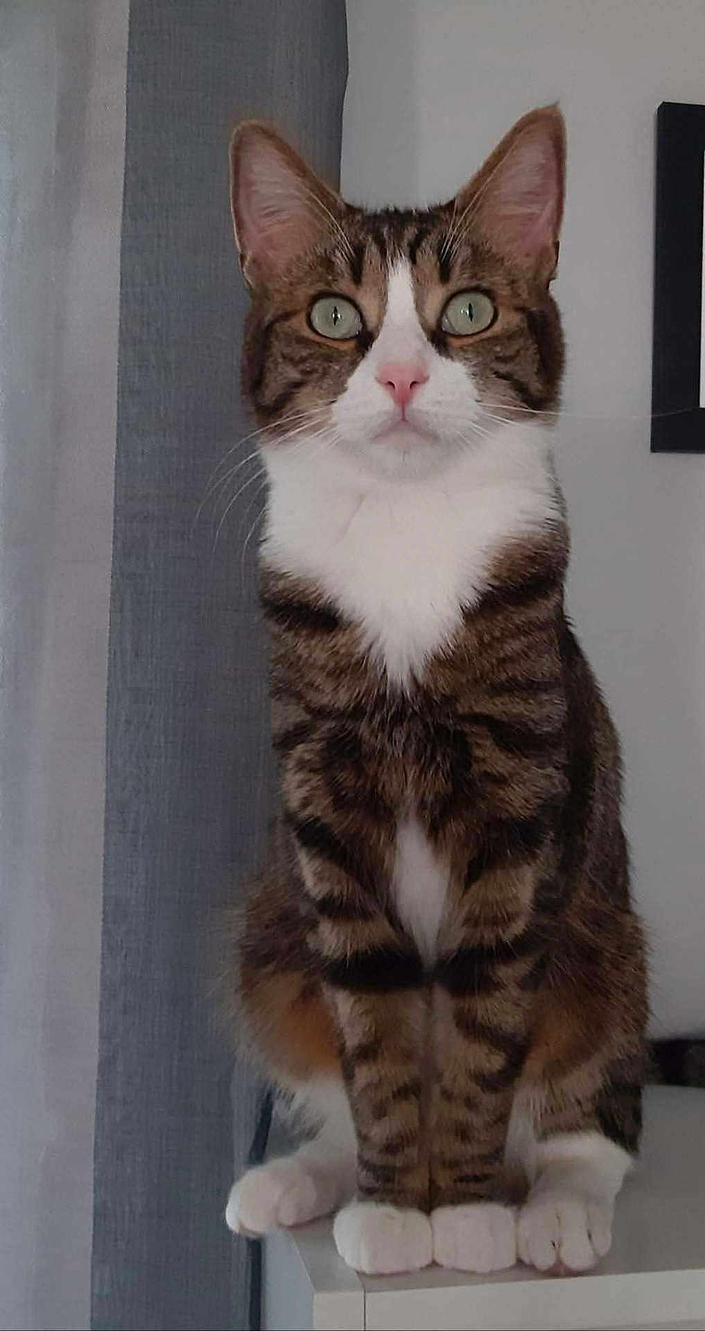 Tigrouche participe au concours pour gagner de l'argent avec cette photo : cat, tabby, pet, animal, indoor, sitting, white_paws, green_eyes, curious, feline, portrait, closeup, striped_fur, whiskers, ears, domestic_cat, looking_at_camera, furniture, gray_curtain, household