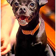 Shadow is registered to the contest to win money with this photo: dog, black_dog, pet, animal, collar, indoor, happy, smiling, mouth_open, ears, fur, close_up, portrait, warm_lighting, blurred_background, hand, brown_collar, cute, small_dog, friendly