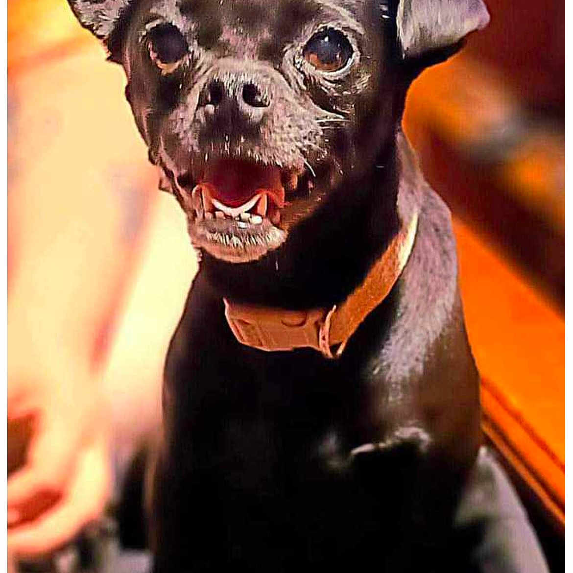 Shadow is registered to the contest to win money with this photo: animal, black_dog, blurred_background, brown_collar, close_up, collar, cute, dog, ears, friendly, fur, hand, happy, indoor, mouth_open, pet, portrait, small_dog, smiling, warm_lighting