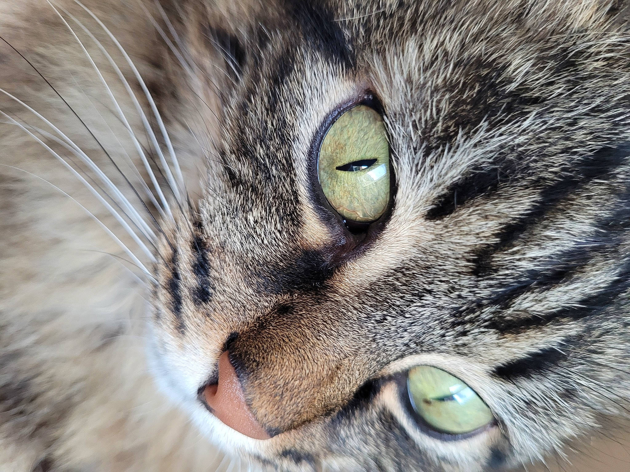 Olwen participe au concours pour gagner de l'argent avec cette photo : carnivore, cat, close_up, domestic_short_haired_cat, ear, eye, felidae, fur, grass, iris, paw, photography, small_to_medium_sized_cats, snout, terrestrial_animal, whiskers, wildlife