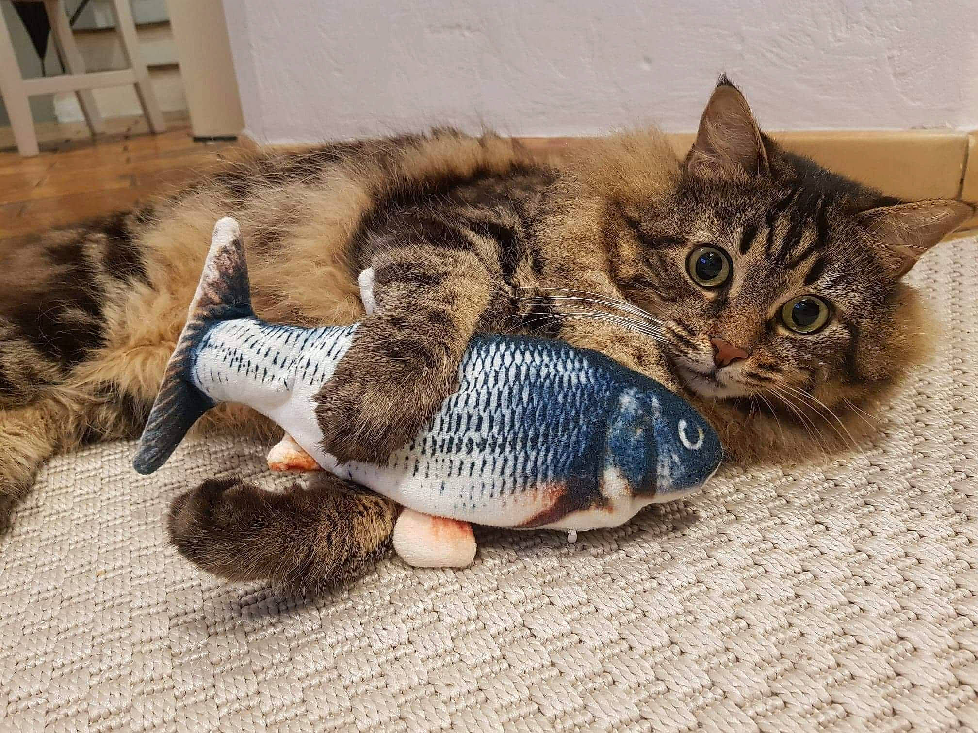 Olwen participe au concours pour gagner de l'argent avec cette photo : bird, carnivore, cat, claw, comfort, domestic_short_haired_cat, felidae, fur, nap, paw, sand, sitting, sleep, small_to_medium_sized_cats, snout, tail, terrestrial_animal, whiskers