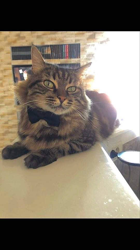 Olwen participe au concours pour gagner de l'argent avec cette photo : box, cardboard, carnivore, cat, chair, claw, domestic_short_haired_cat, felidae, fur, paper_product, paw, sitting, small_to_medium_sized_cats, snout, table, tail, tree, whiskers, window, wood