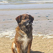 Goomy participe au concours pour gagner de l'argent avec cette photo : dog, wet_dog, beach, sand, ocean, waves, water, sea, animal, pet, canine, outdoor, nature, sunlight, shore, sitting, fur, collar, daytime, calm