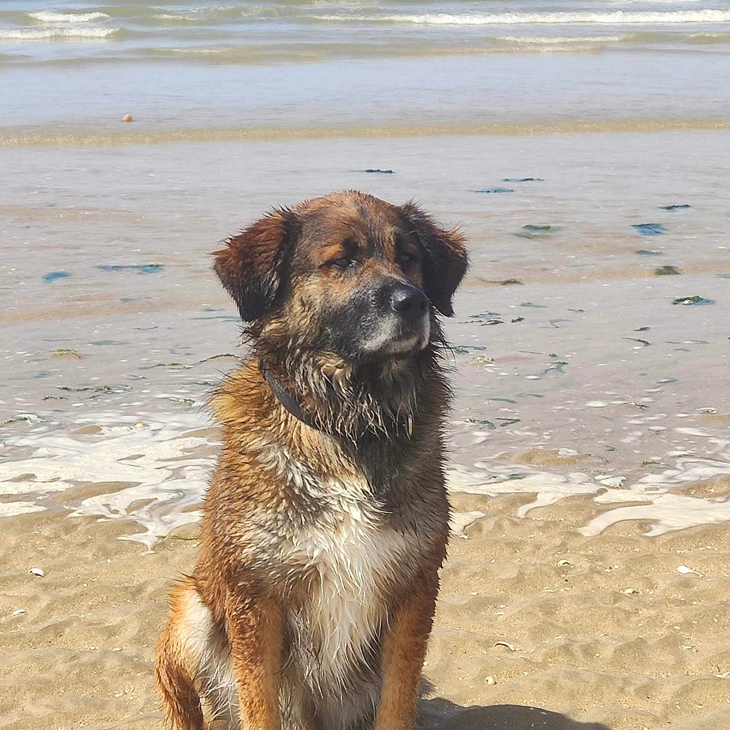 Goomy participe au concours pour gagner de l'argent avec cette photo : animal, beach, calm, canine, collar, daytime, dog, fur, nature, ocean, outdoor, pet, sand, sea, shore, sitting, sunlight, water, waves, wet_dog