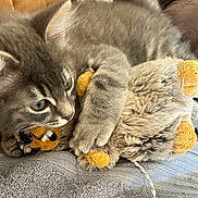 Tao participe au concours pour gagner de l'argent avec cette photo : animal, blanket, closeup, cozy, cute, feline, fur, gray_cat, indoor, kitten, paw, pet, playful, plush_toy, resting, snuggle, soft, toy, whiskers, young_cat